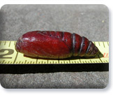 Iris borer pupa