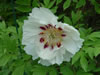 Peony Joseph Rock