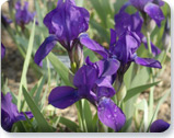 Iris aphylla 'Slick' Iris aphylla 'Slick'