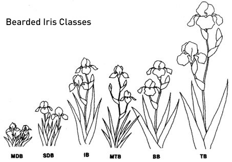 Bearded Iris Types Bearded Iris Types