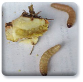 Iris borer and rhizome Iris borer and rhizome