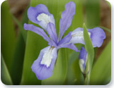 Iris cristata