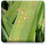 Leaf spot Leaf spot