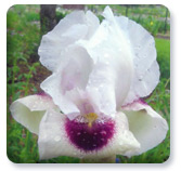 Sheba's Jewel (AB) Sheba's Jewel (AB)