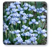 Shy Violet (SDB) Shy Violet (SDB)